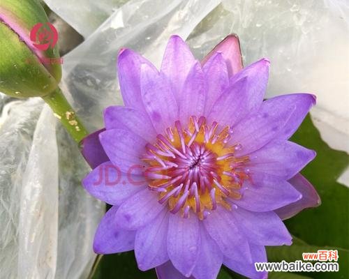 紫色睡莲,代表着深情厚意与神秘爱恋 紫色睡莲的花语