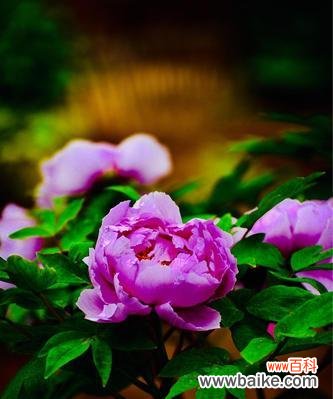 追寻优雅与独立的美丽 紫色牡丹花的象征与寓意