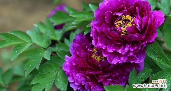 追寻优雅与独立的美丽 紫色牡丹花的象征与寓意