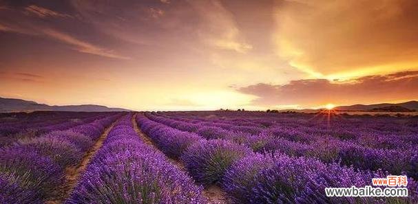 探寻紫色薰衣草的花语及其传递的情感 紫色薰衣草的花语与美丽意境