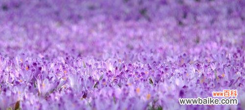 探寻紫色薰衣草的花语及其传递的情感 紫色薰衣草的花语与美丽意境