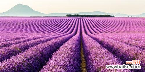 深入解读紫色薰衣草的花语,从恬静到浪漫,一一道来! 紫色薰衣草花语-恬静与浪漫