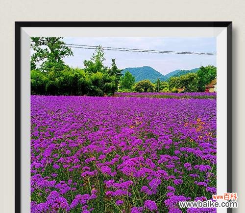 深入解读紫色薰衣草的花语,从恬静到浪漫,一一道来! 紫色薰衣草花语-恬静与浪漫