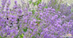 深入解读紫色薰衣草的花语，从恬静到浪漫，一一道来！ 紫色薰衣草花语-恬静与浪漫