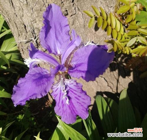 探寻紫色鸢尾花的深层花语,传达内心情感与寓意 紫色鸢尾花的花语及其象征意义