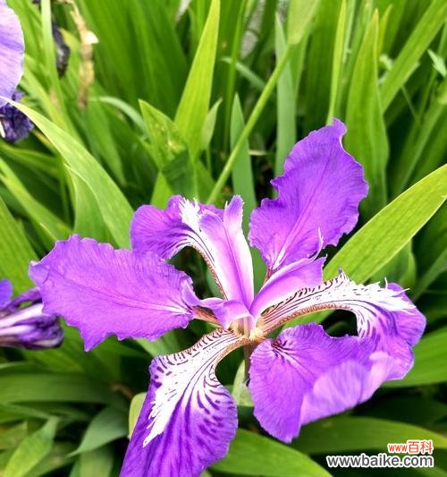 探寻紫色鸢尾花的深层花语,传达内心情感与寓意 紫色鸢尾花的花语及其象征意义