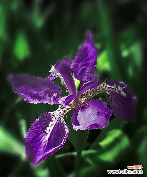 探寻紫色鸢尾花的深层花语,传达内心情感与寓意 紫色鸢尾花的花语及其象征意义