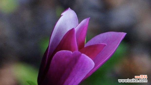 深紫色的玉兰花和富有内涵的象征意义 紫色玉兰花的寓意与象征