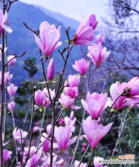 深紫色的玉兰花和富有内涵的象征意义 紫色玉兰花的寓意与象征