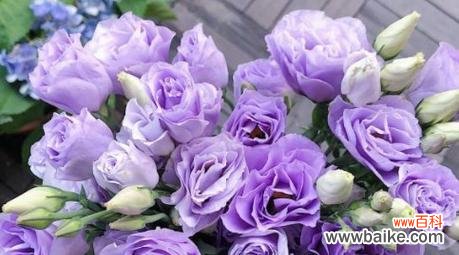 了解洋桔梗的花语,感受紫色的美丽与深意 紫色洋桔梗花语与寓意