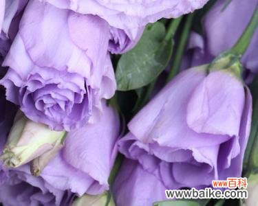 了解洋桔梗的花语,感受紫色的美丽与深意 紫色洋桔梗花语与寓意