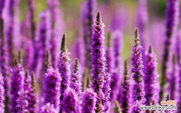 揭示紫色薰衣草的奥秘与美丽 紫色薰衣草花语与寓意