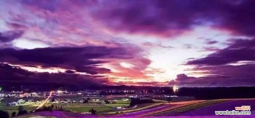 揭示紫色薰衣草的奥秘与美丽 紫色薰衣草花语与寓意