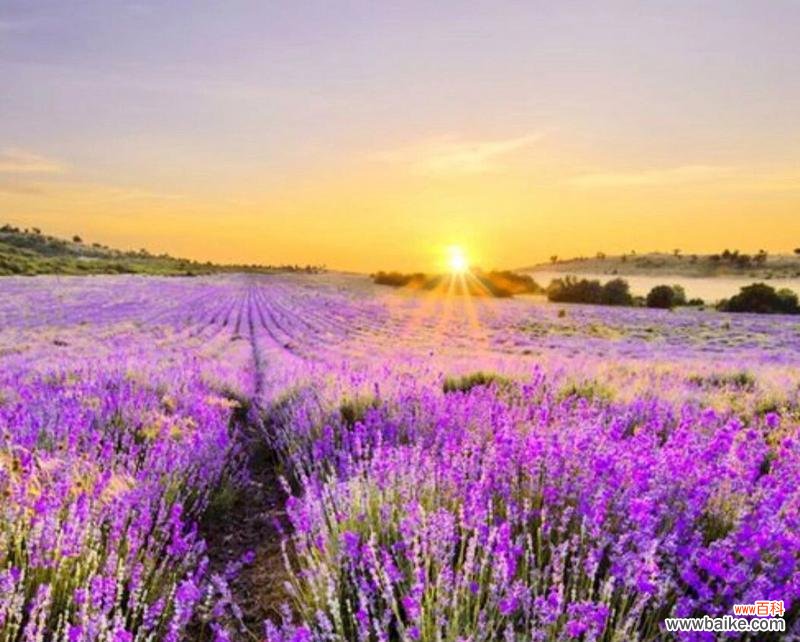 揭示紫色薰衣草的奥秘与美丽 紫色薰衣草花语与寓意
