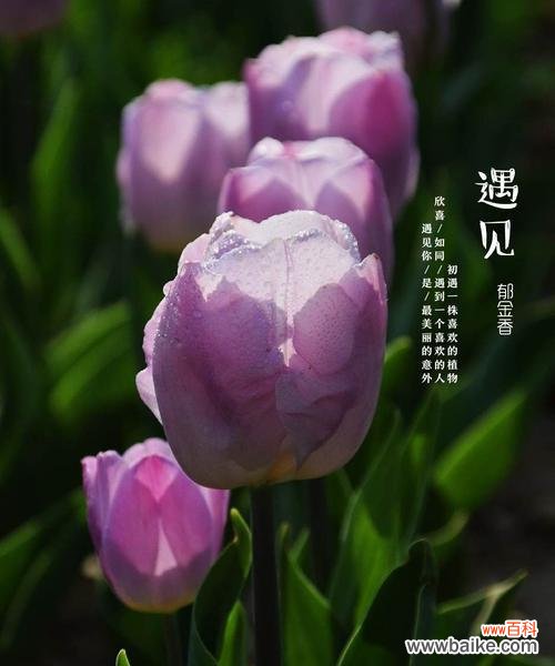 揭示紫色郁金香的花语与意义,深入探索其独特魅力 紫色郁金香花语