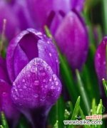 探索紫色郁金香的意义与美丽 紫色郁金香的花语与象征