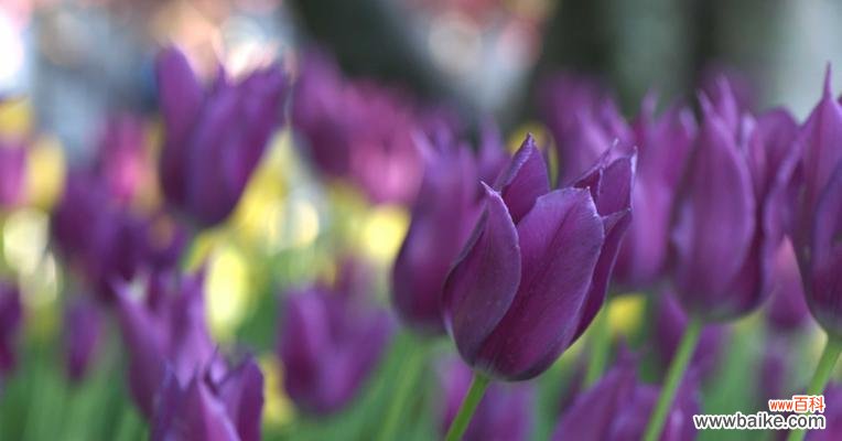 探索紫色郁金香的深层内涵 紫色郁金香的象征意义