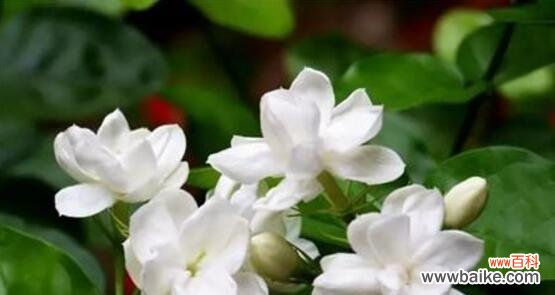 茉莉花的花语及象征意义 茉莉花花语之美丽与纯洁