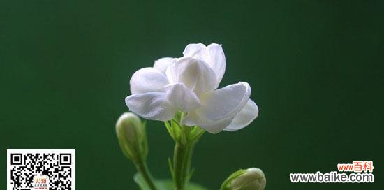 花开香气 茉莉花语的意义与传承