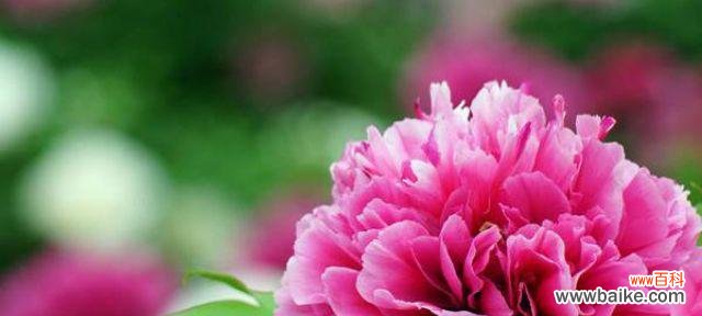 揭开牡丹的花语 牡丹的象征意义及其传承——美丽与高贵