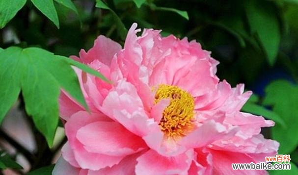 牡丹花 牡丹花的象征意义与美丽传奇