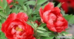 探寻牡丹花的花语与魅力 牡丹花