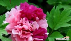 探索牡丹花的深层意义 牡丹花的花语与寓意