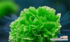 揭秘牡丹花的丰富花语与文化内涵 牡丹花