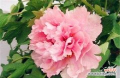 探究牡丹花的文化意义及其与人生的关联 牡丹花的寓意与花语