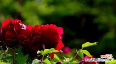 牡丹花语的深意与文化内涵 牡丹花语象征与寓意