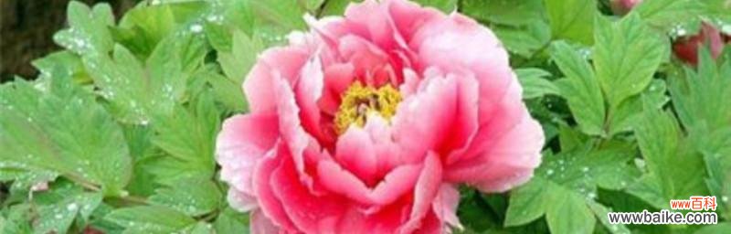 探寻牡丹的丰盛寓意及其在文化中的象征地位 牡丹花语寓意象征——花开富贵