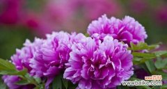 以牡丹花的花语探寻内心的情感世界 牡丹花——华丽与祥和并存的花海