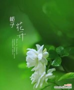 兰之香的花语是什么？兰之香象征着什么？