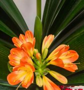 君子兰的花语是什么？君子兰话花语有哪些含义？