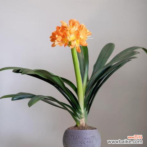 君子兰的花语是什么？君子兰话花语有哪些含义？