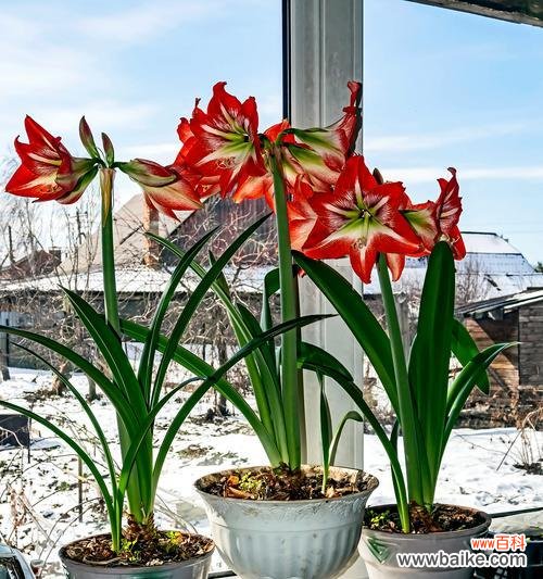 君子兰的花语是什么？君子兰话花语有哪些含义？