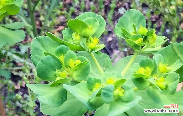 猫眼草的花语是什么？猫眼草象征着什么？