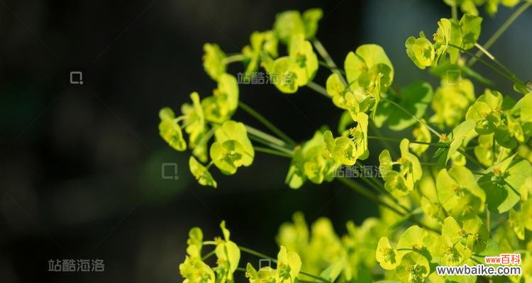 猫眼草的花语是什么？猫眼草象征着什么？