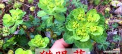 猫眼草的花语是什么？猫眼草象征着什么？