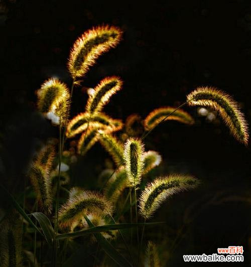 云草花的花语是什么？云草花代表什么？