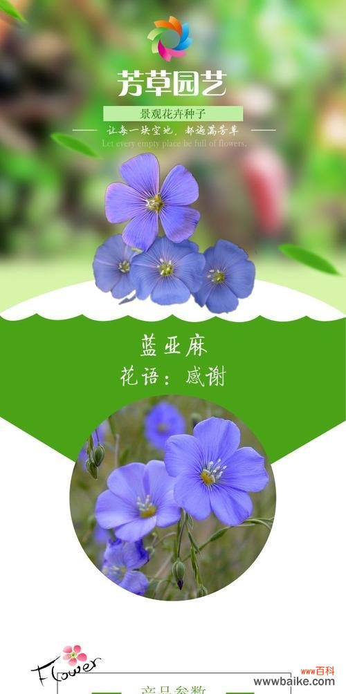 云草花的花语是什么？云草花代表什么？