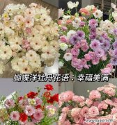云草花的花语是什么？云草花代表什么？