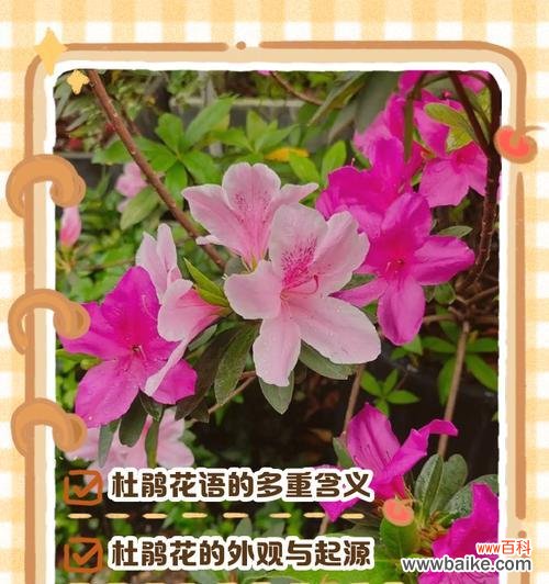 绿线草的花语是什么?绿线草象征着什么?