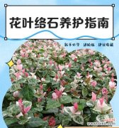 花络石的花语是什么？花络石象征着什么？