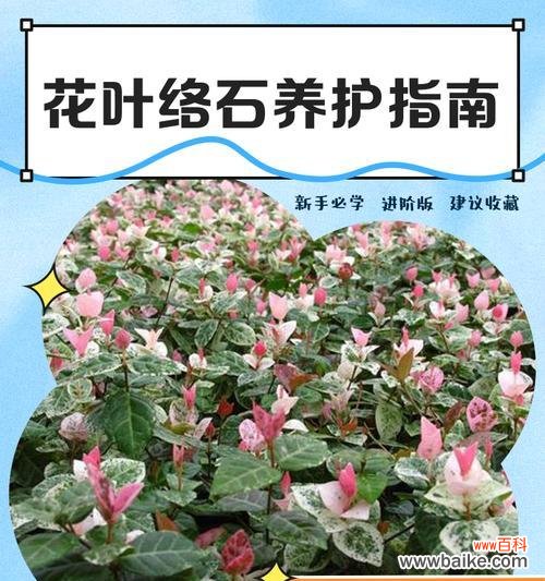 花络石的花语是什么?花络石象征着什么?