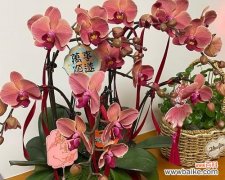 珍珠兰花的花语是什么？珍珠兰花代表什么？