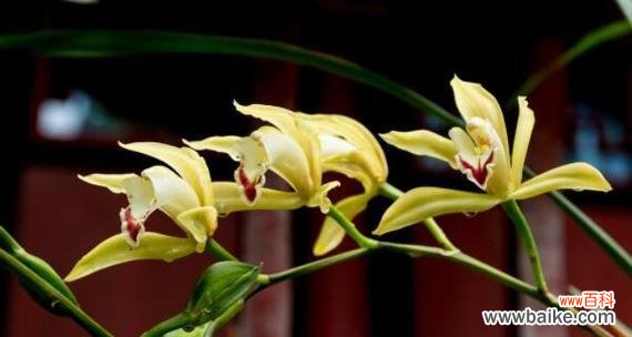 珍珠兰花的花语是什么？珍珠兰花代表什么？