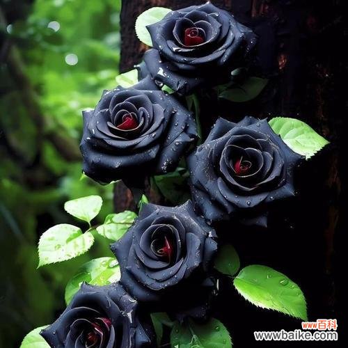 释迦果的花语是什么？如何用花语表达情感？