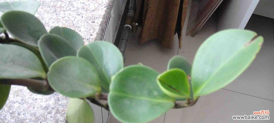 豆瓣青的花语代表什么？如何用豆瓣青表达情感？