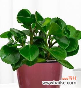 豆瓣青的花语代表什么？如何用豆瓣青表达情感？